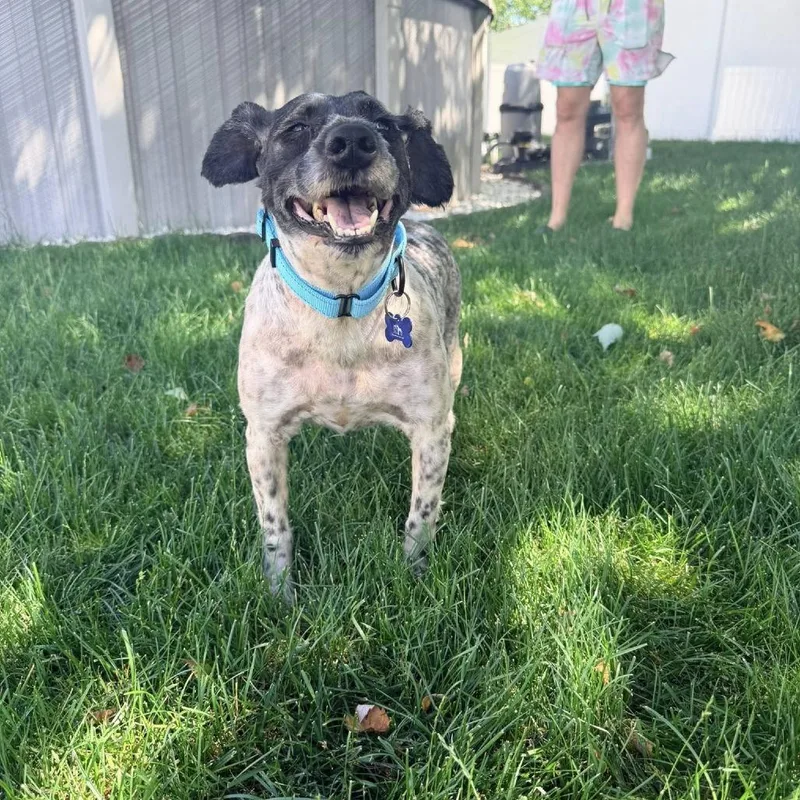 An adult small-sized male White / Cream Miniature Schnauzer dog named Clark Gable for adoption in St. Charles, IL