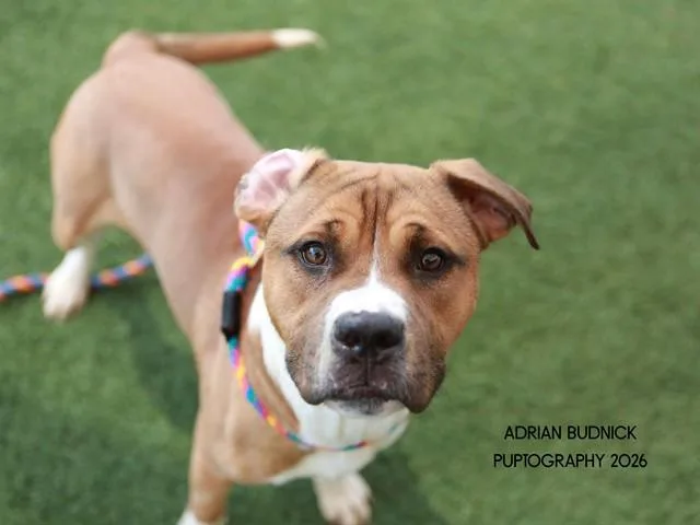 A young medium-sized male Brown / Chocolate Mixed Breed dog named Raja for adoption in Nashville, TN