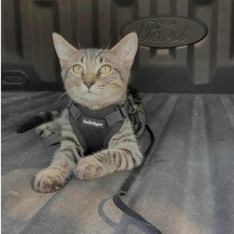 A baby small-sized male Tabby (Brown / Chocolate) Domestic Short Hair cat named Jack Jack for adoption in Fort Worth, TX