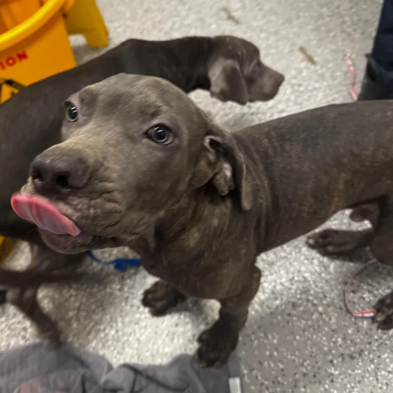 A young medium-sized male Cane Corso dog named HACCStray for adoption in Henderson, NV