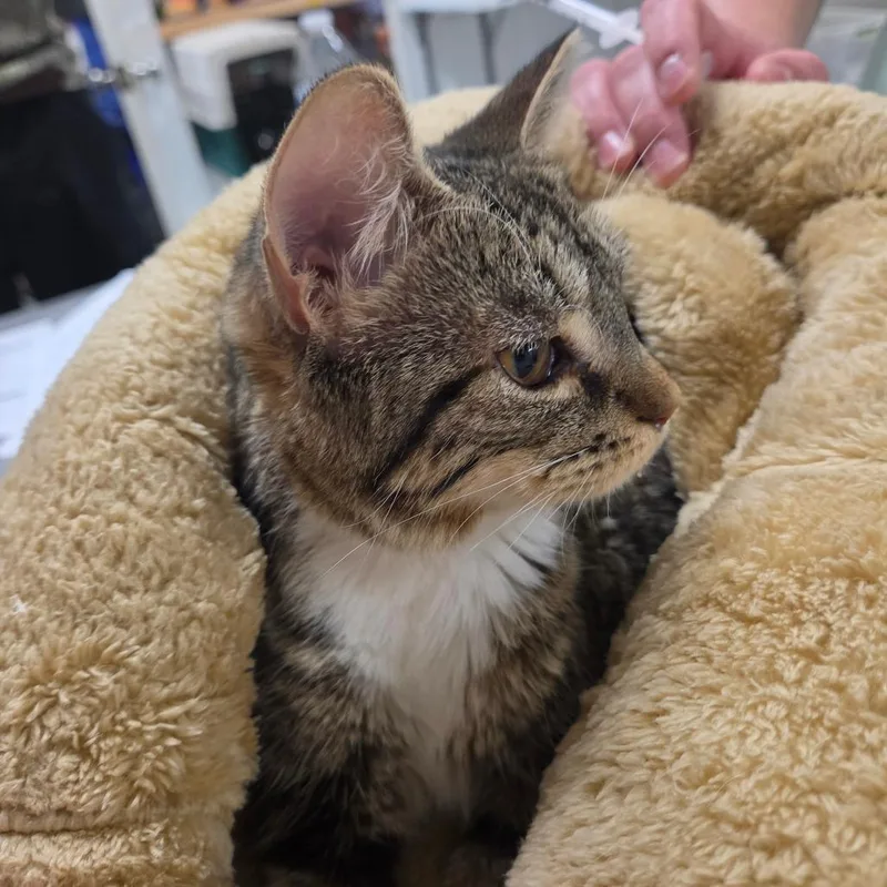 A young medium-sized female Brown / Chocolate Domestic Short Hair cat named Dilly Dally for adoption in Charlottesville, VA