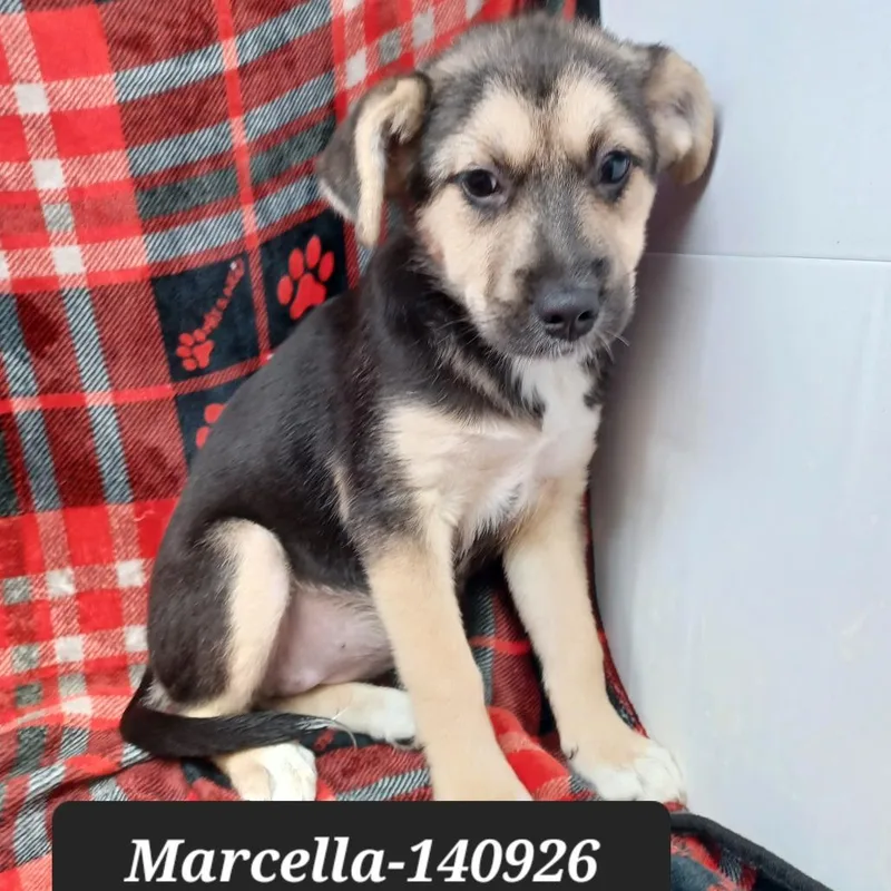 Marcella