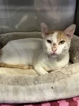 An adult medium-sized male Domestic Short Hair cat named Korn for adoption in Cibolo, TX