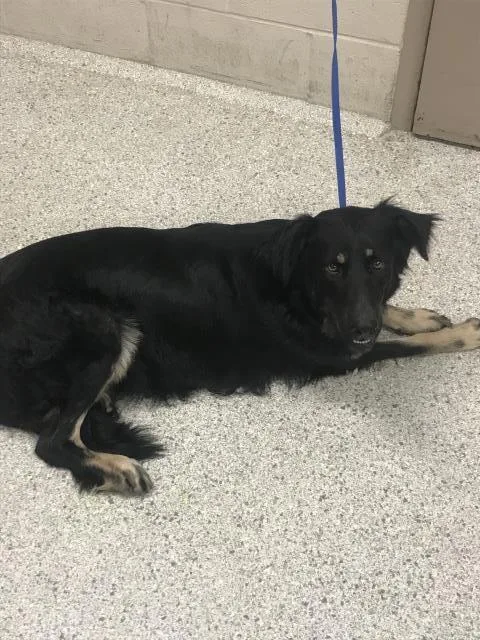 A young large-sized female Border Collie dog named Bella for adoption in Conroe, TX