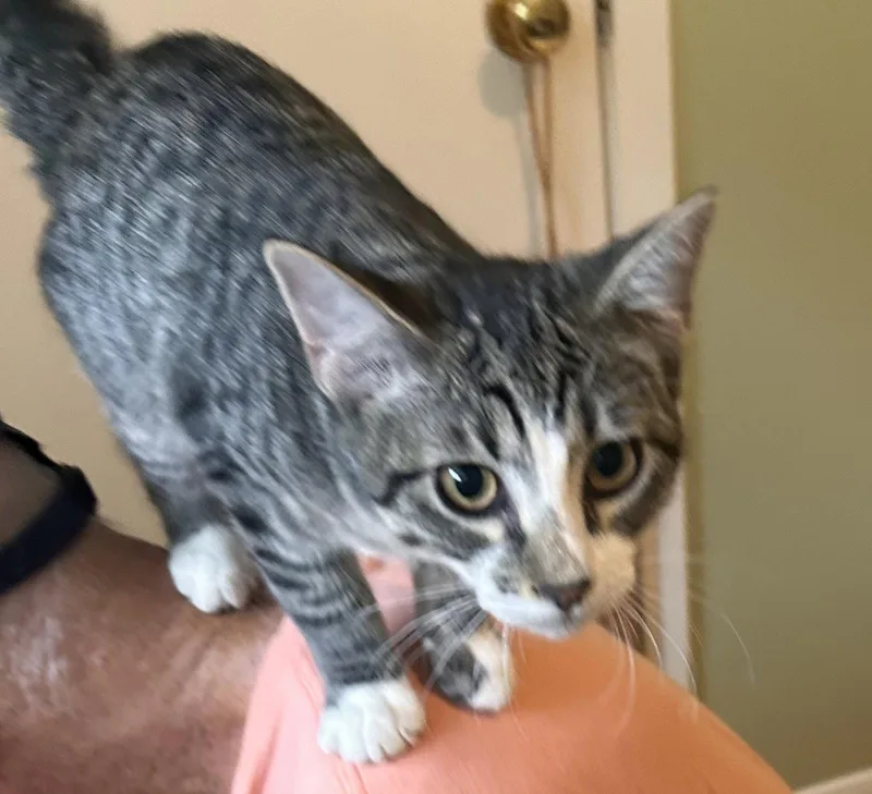 A baby medium-sized male Tabby cat named Ace cuddlypurrbaby for adoption in Houston, TX