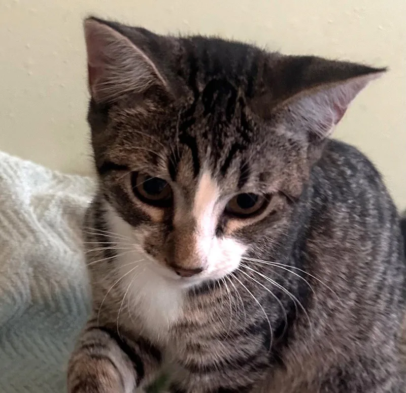 Ace cuddlypurrbaby thumbnail 2