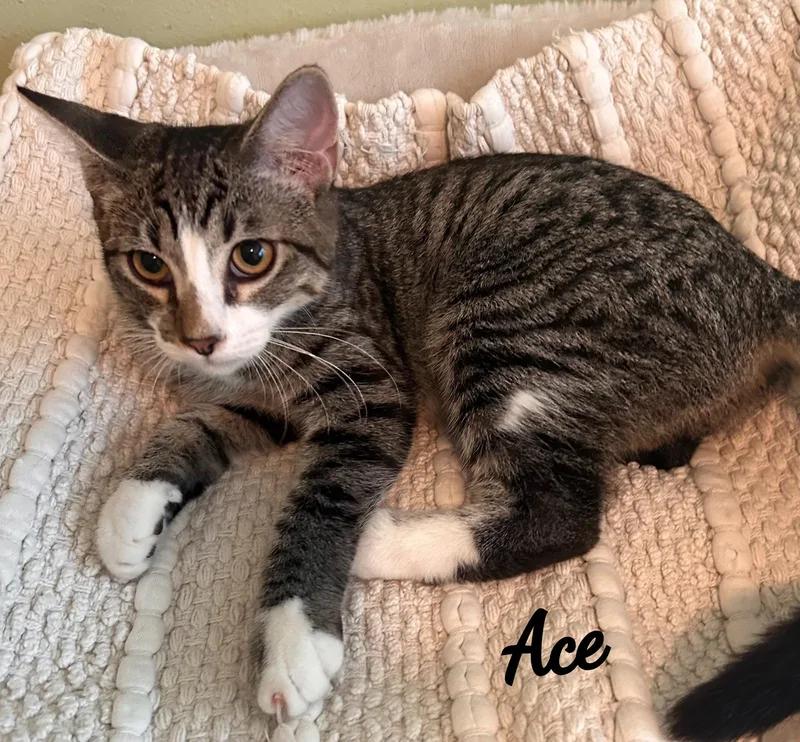 Ace cuddlypurrbaby thumbnail 3
