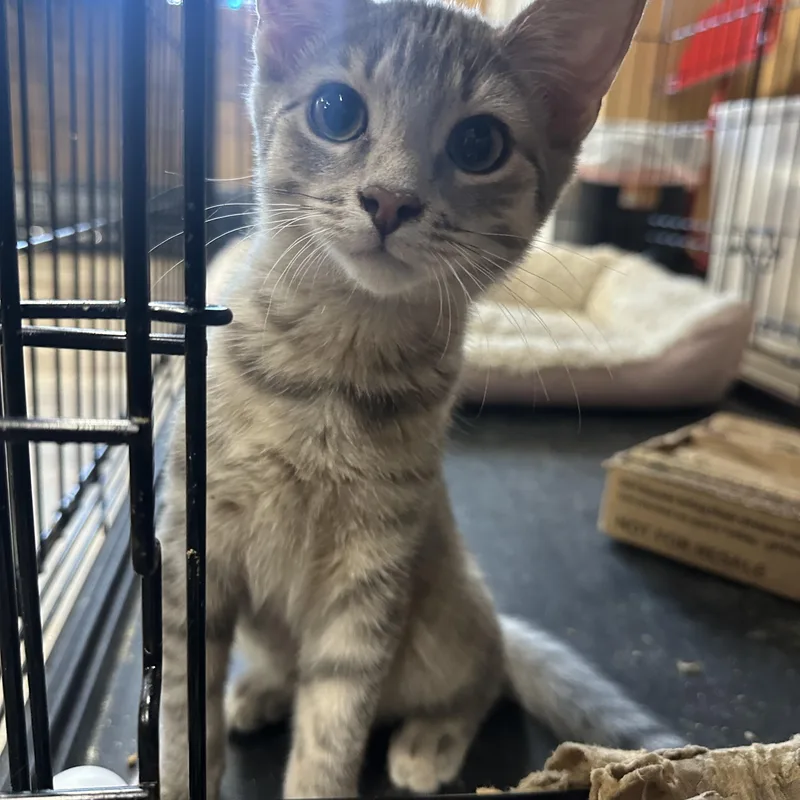 A baby large-sized female Domestic Short Hair cat named Rain for adoption in Pleasantville, NJ
