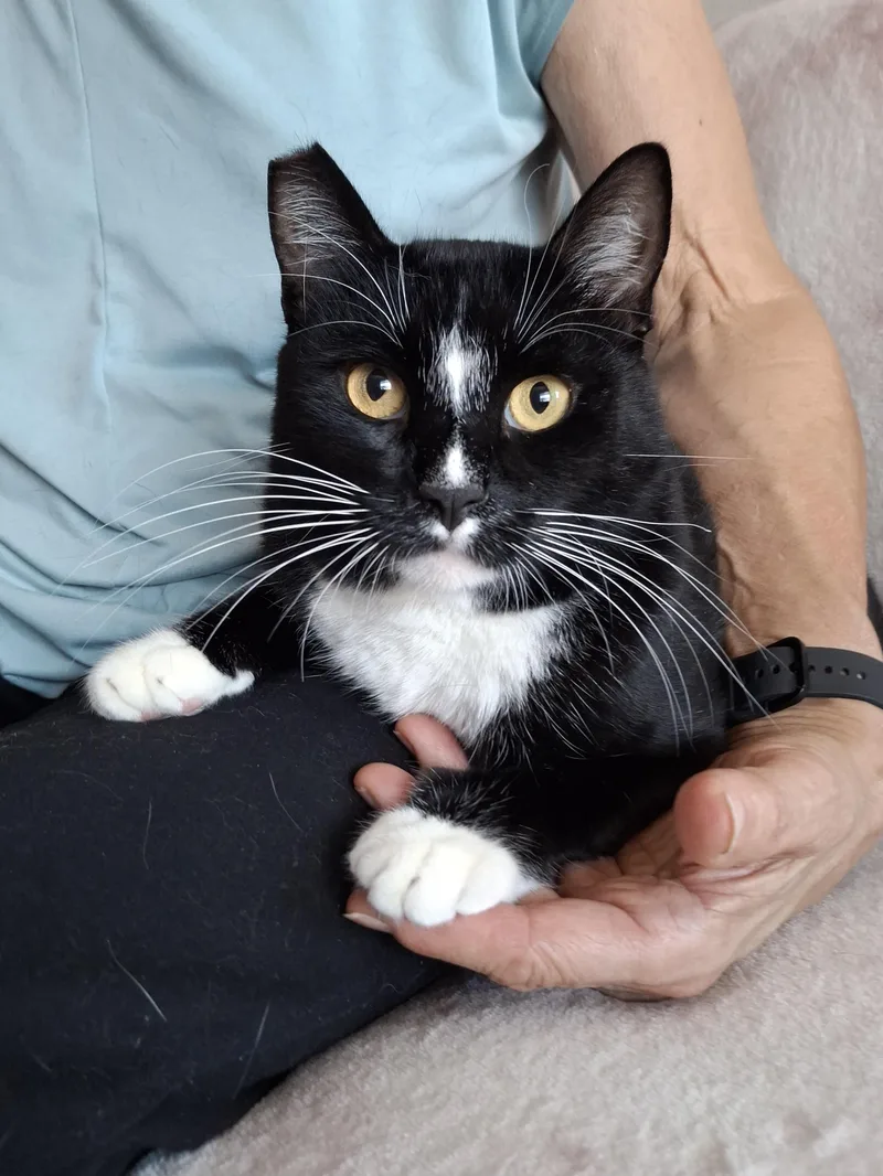 A young large-sized male Black Domestic Short Hair cat named Oliver for adoption in Yorba Linda, CA