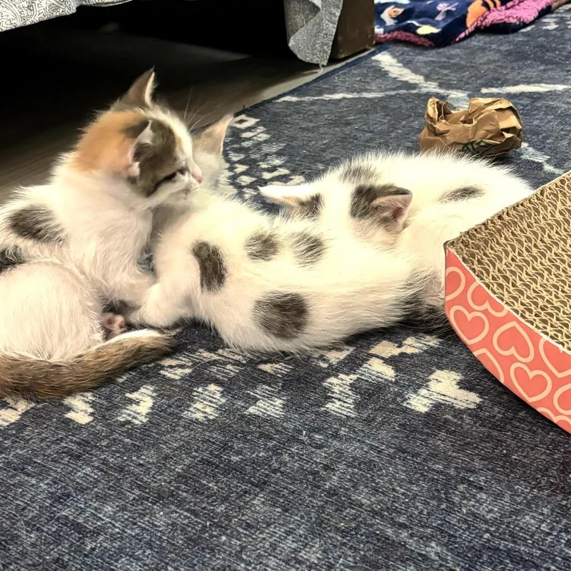 A baby small-sized female White Domestic Short Hair cat named Gertrudis Bocanegra for adoption in Redwood City, CA