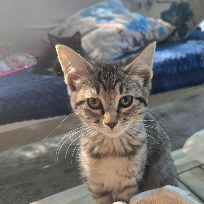 A baby small-sized female Black Domestic Short Hair cat named Tulip for adoption in Bel Air, MD