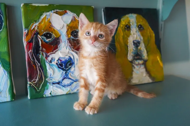 A young small-sized female Orange & White Domestic Short Hair cat named Yzma for adoption in San Antonio, TX