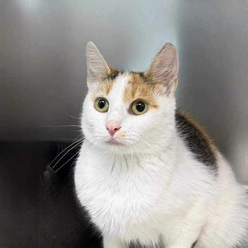 A young small-sized female Domestic Short Hair cat named Garden Salad for adoption in State College, PA