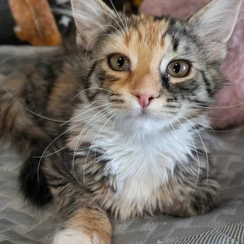 A young small-sized female Calico Domestic Medium Hair cat named Elizabeth Swann for adoption in Seven Valleys, PA