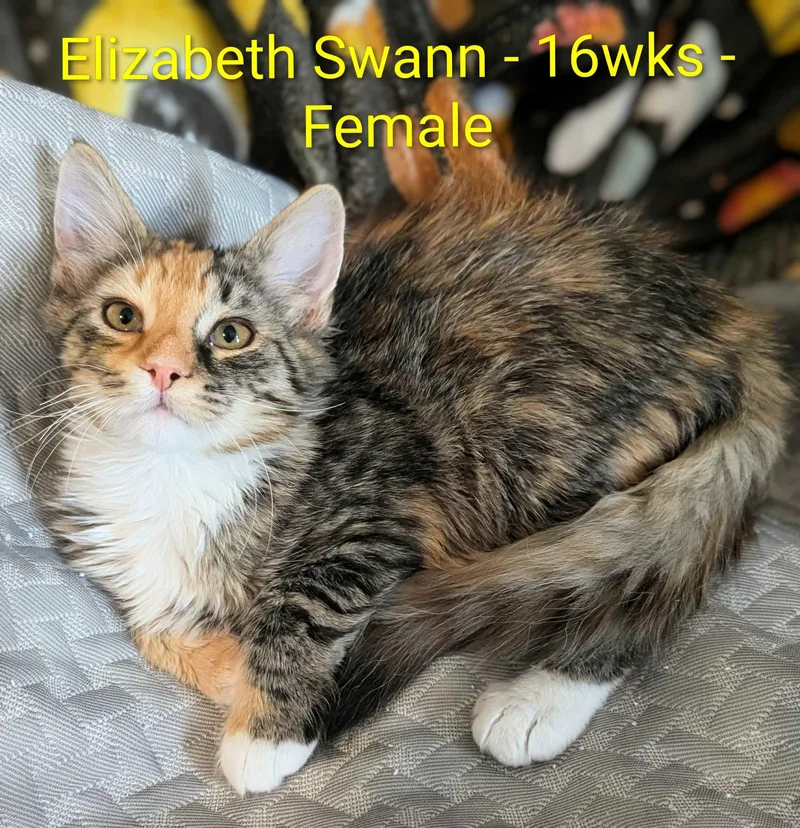 Elizabeth Swann thumbnail 2