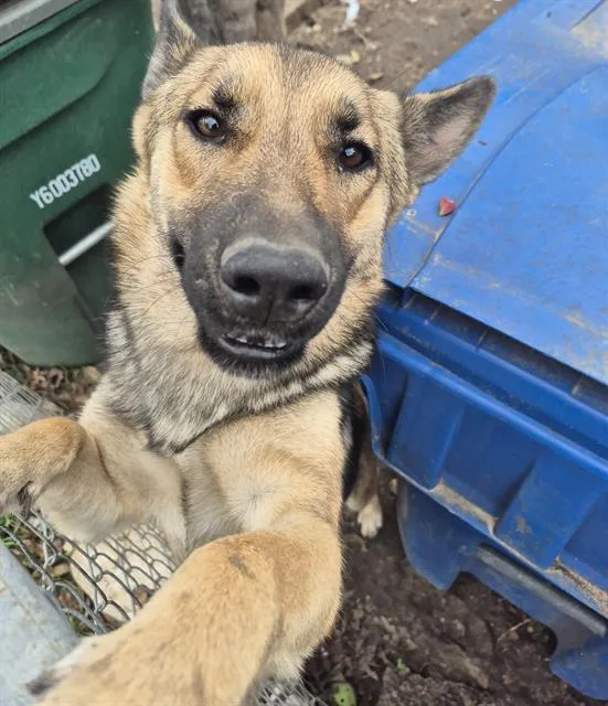 A young medium-sized female German Shepherd Dog dog named Brown Eyes for adoption in San Antonio, TX