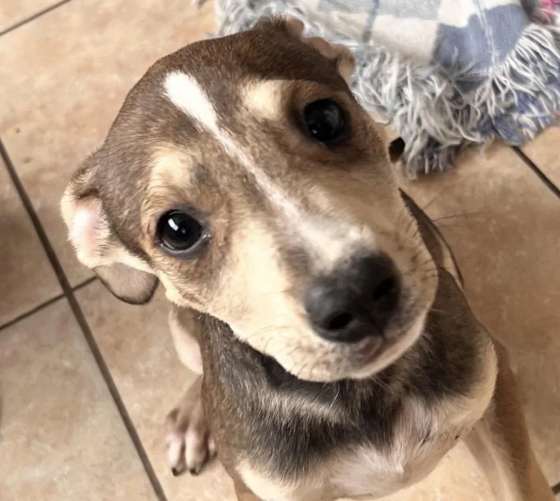 Thunder Twinkle thumbnail 2