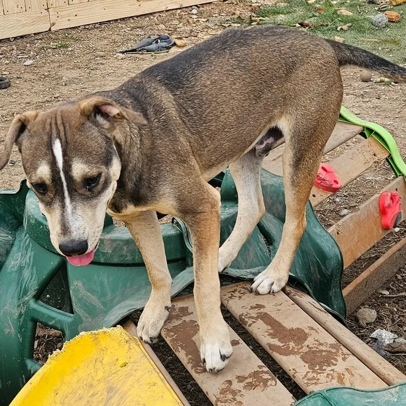 Thunder Twinkle thumbnail 3