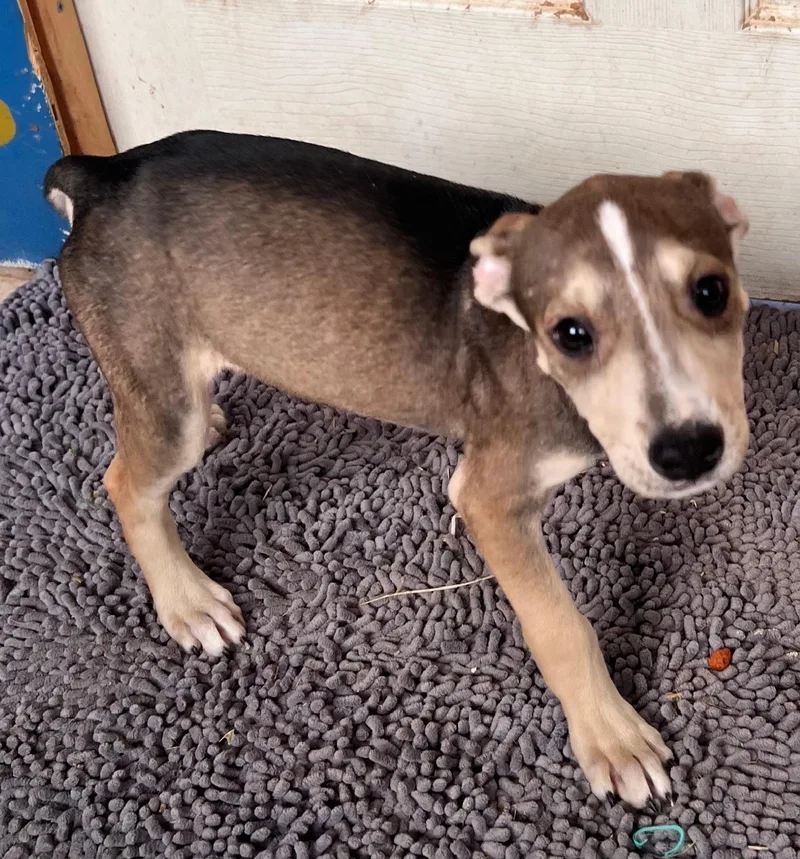 Thunder Twinkle thumbnail 4