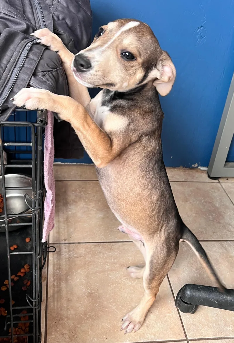 Thunder Twinkle thumbnail 5