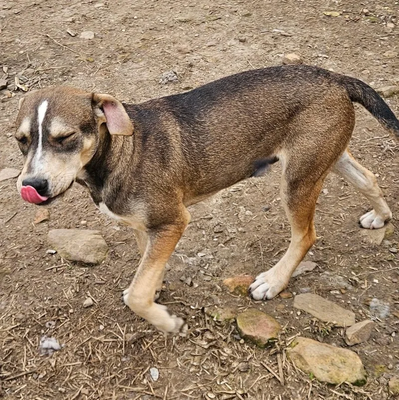 Thunder Twinkle thumbnail 6