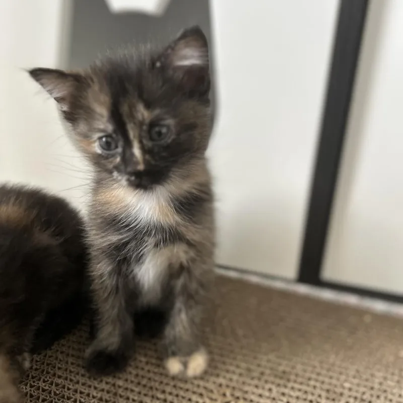 A baby large-sized female Tortoiseshell Domestic Short Hair cat named Giovanna for adoption in Fairfax Station, VA
