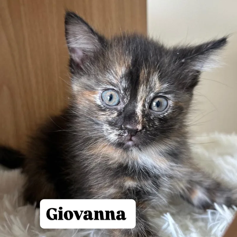 Giovanna thumbnail 4