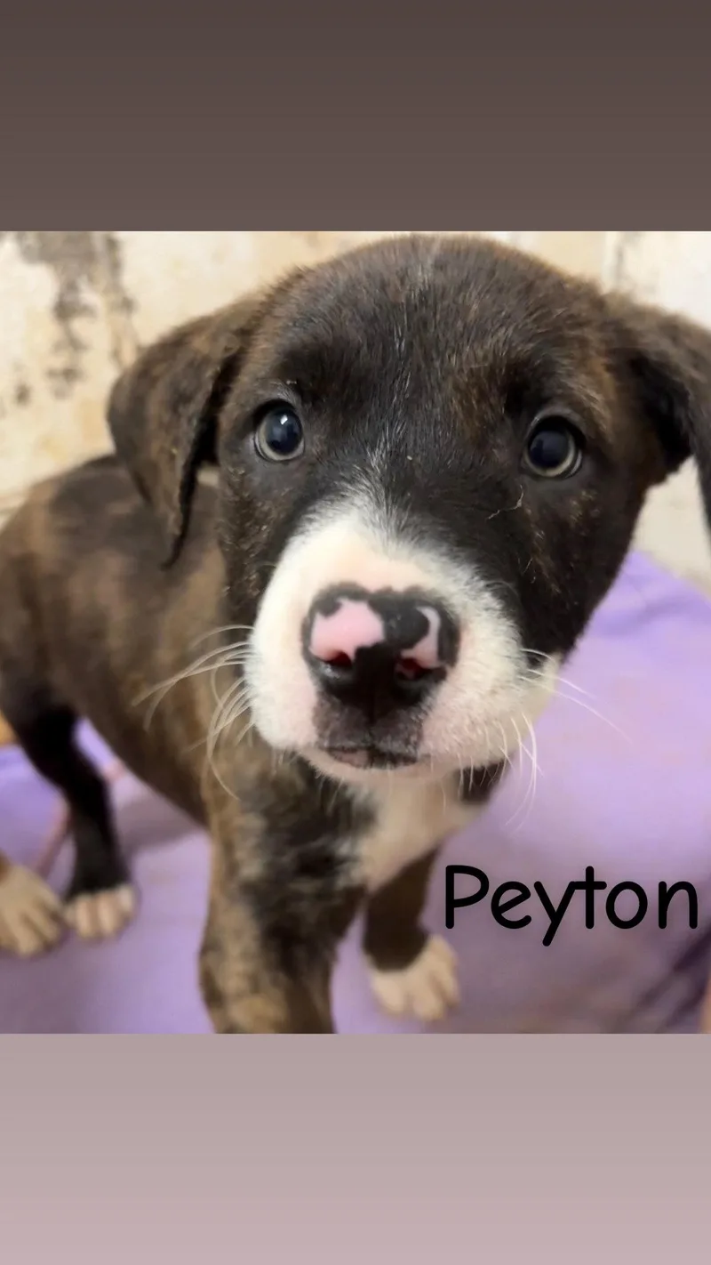 A baby large-sized female Pit Bull Terrier dog named Peyton for adoption in Wetumpka, AL