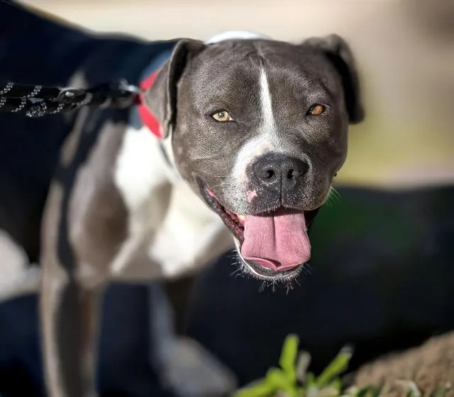 Blakeleigh thumbnail 2