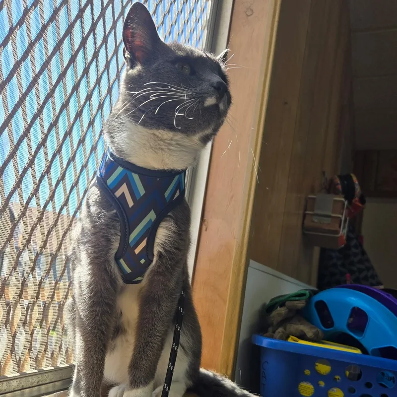 Puurthurnax thumbnail 2