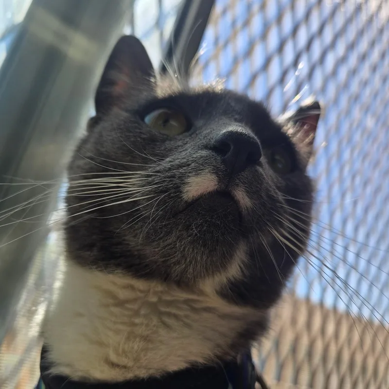 Puurthurnax thumbnail 3