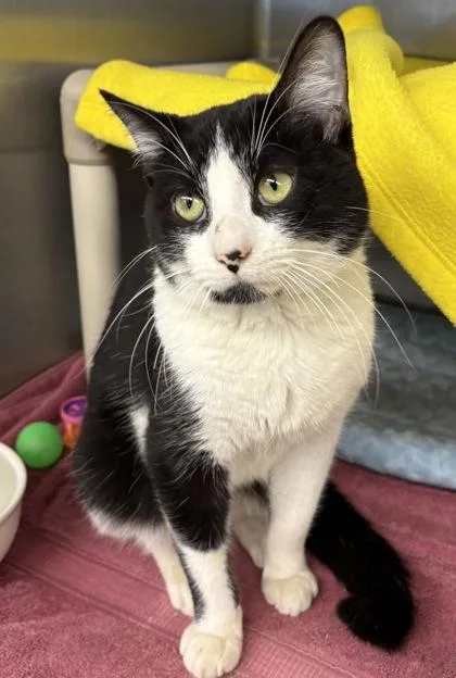 An adult small-sized male Domestic Short Hair cat named Doug for adoption in Munster, IN