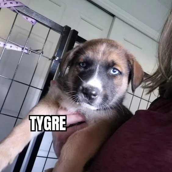A baby large-sized male Tricolor (Brown, Black, & White) Shepherd dog named Tygre for adoption in Olympia, WA