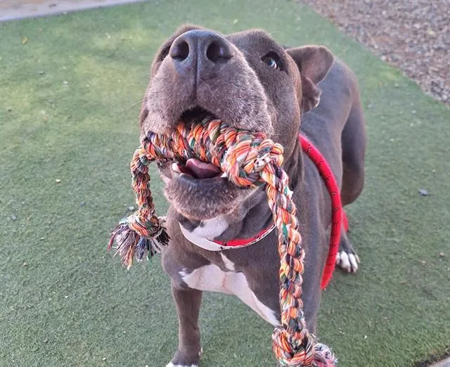 An adult large-sized female Pit Bull Terrier dog named Martini for adoption in Phoenix, AZ
