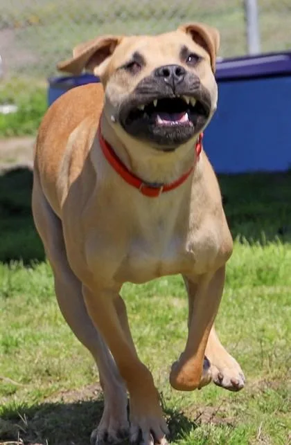 An adult medium-sized male Mixed Breed dog named Spud Jones for adoption in West Chester, PA