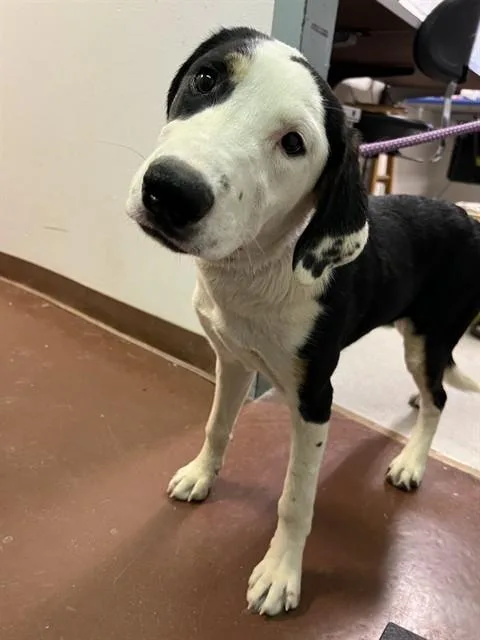 Maggie