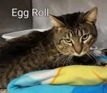 Egg Roll