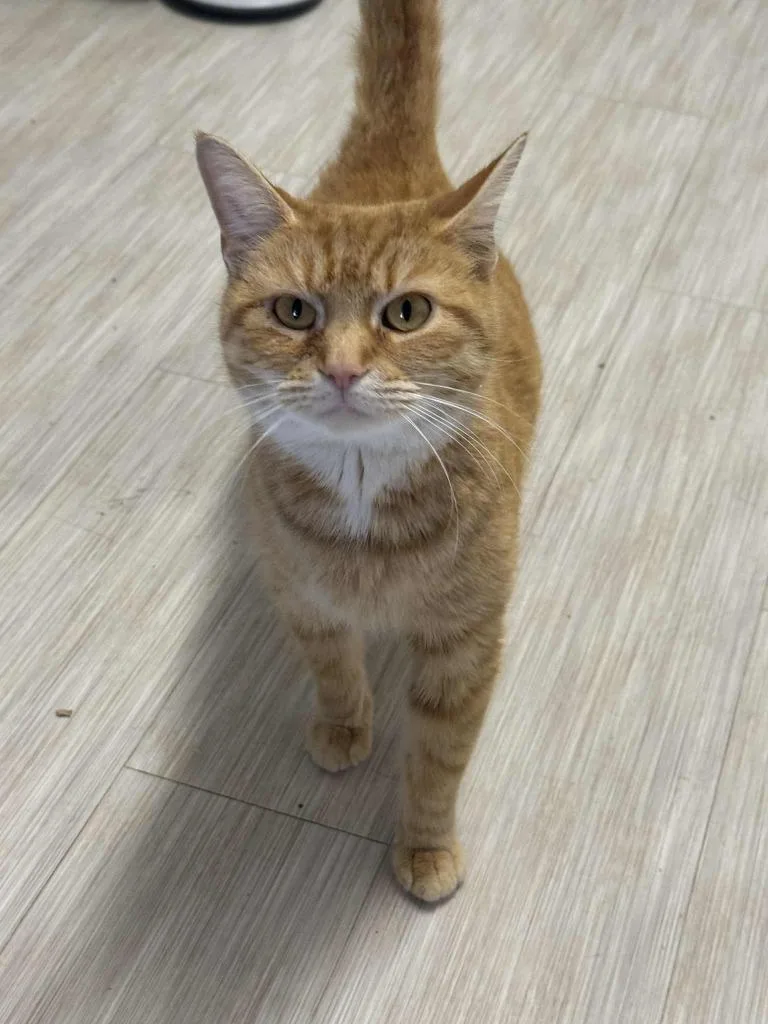 A young medium-sized female Domestic Short Hair cat named Jum Chumopolis for adoption in Marion, OH