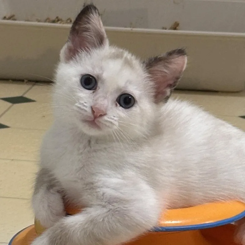 A baby medium-sized female Siamese cat named Diane for adoption in Sonora, CA