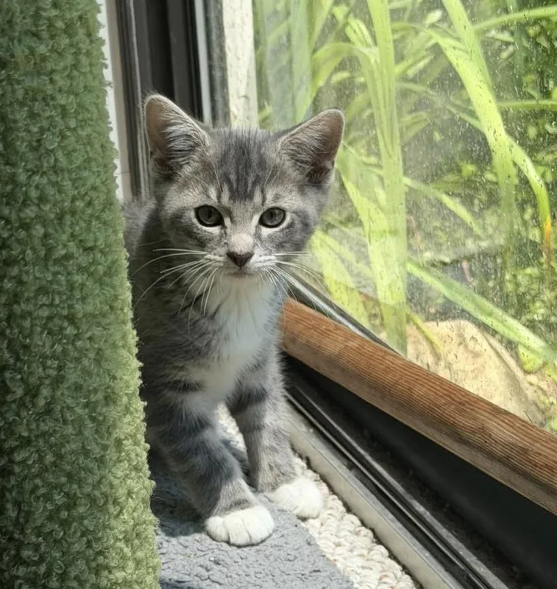 A baby small-sized female Calico cat named Rumours: Songbird for adoption in Warren, CT