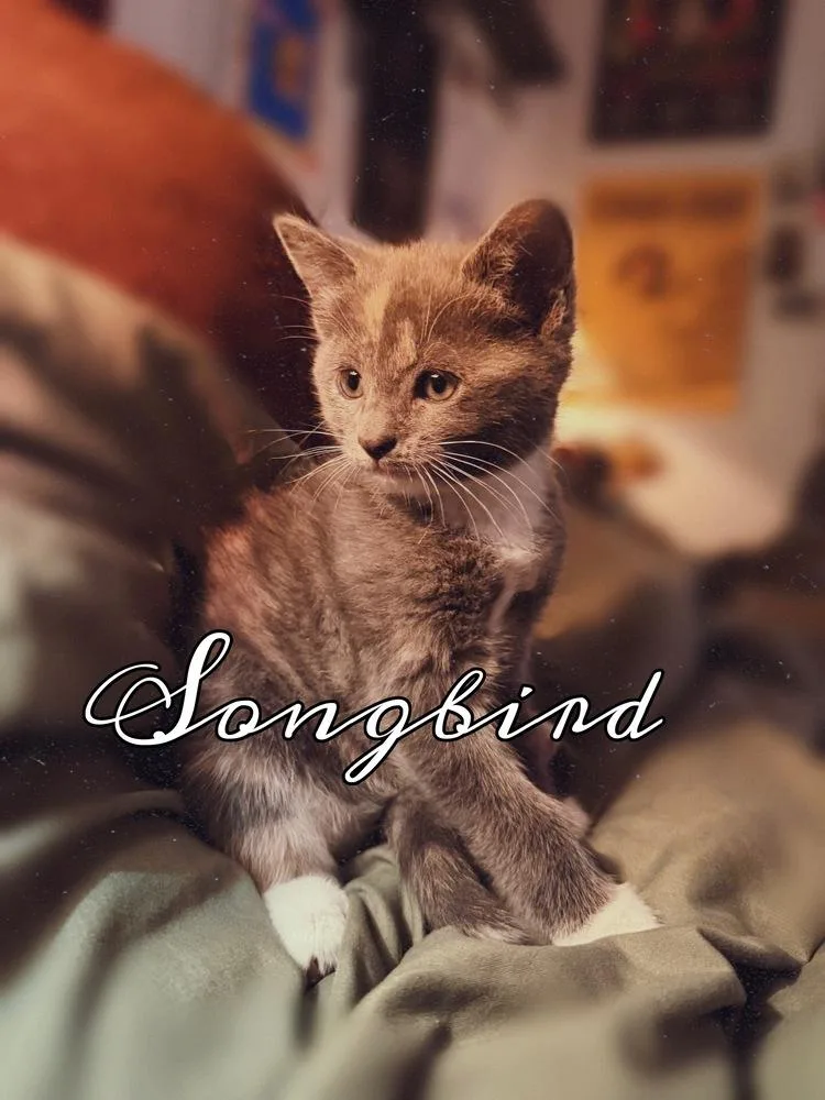 Rumours: Songbird thumbnail 2