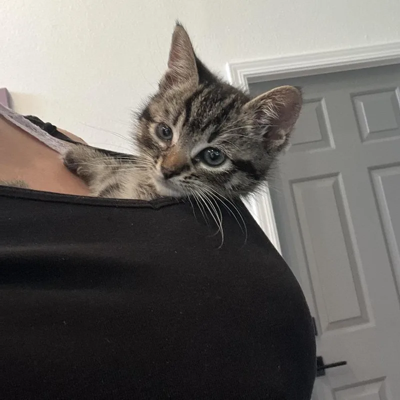 A baby small-sized female Brown / Chocolate Domestic Short Hair cat named Fiji for adoption in Westminster, CA