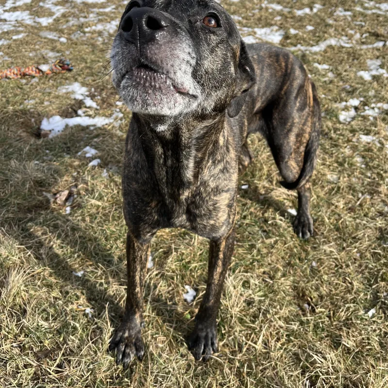 Fantasia thumbnail 3