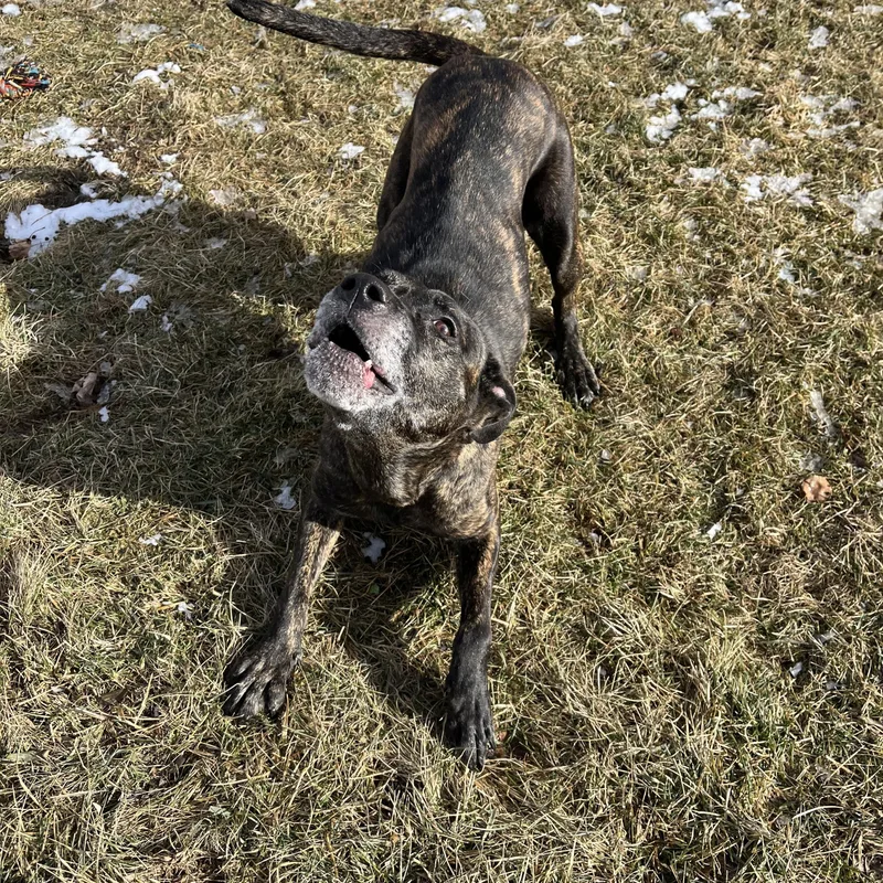 Fantasia thumbnail 4