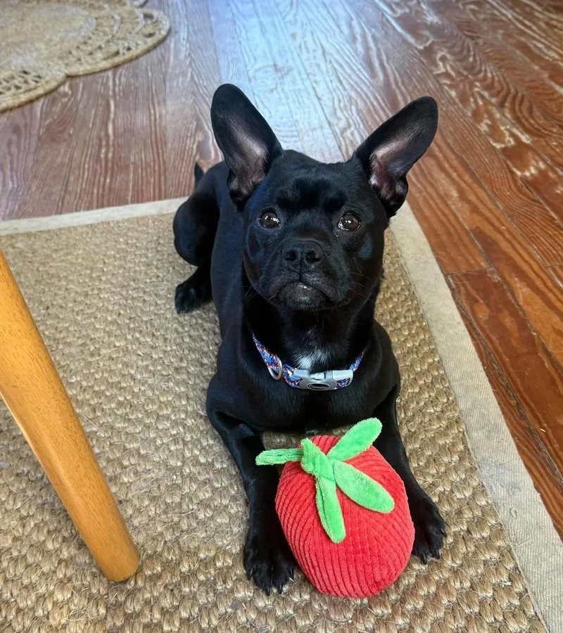 A baby small-sized male French Bulldog dog named Ralphie for adoption in Holbrook, NY
