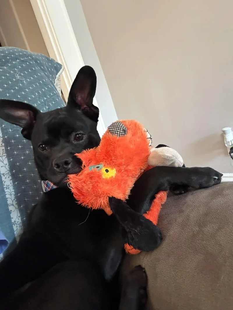 Ralphie thumbnail 2