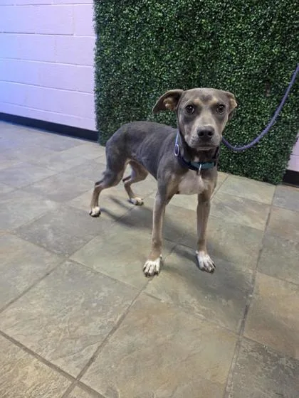 A young medium-sized female Gray / Blue / Silver Pit Bull Terrier dog named Anika for adoption in El Paso, TX