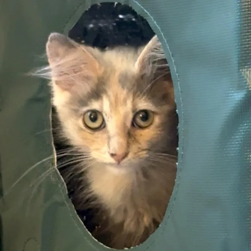 A baby small-sized female Tortoiseshell Domestic Short Hair cat named Amelia City of Industry for adoption in Chino Hills, CA