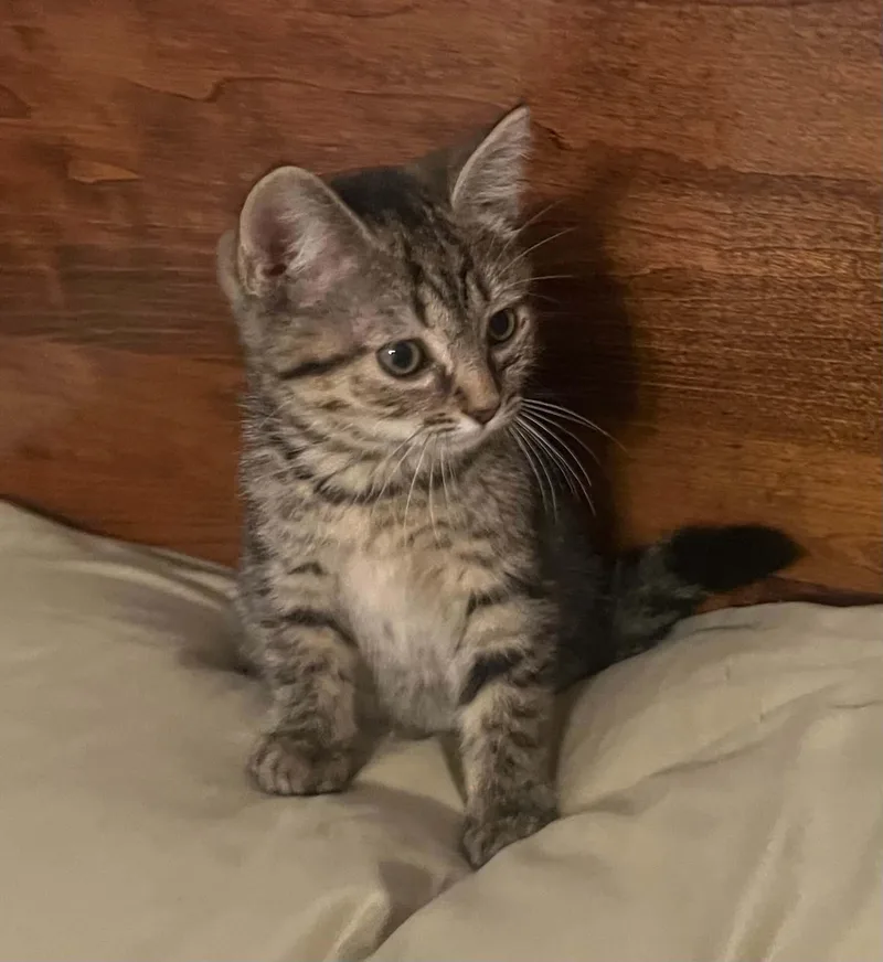 A young medium-sized female Tabby (Brown / Chocolate) Domestic Short Hair cat named Boop for adoption in Warren, PA