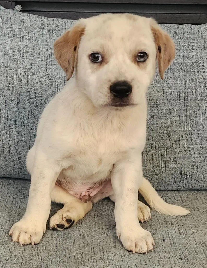 A baby medium-sized male Australian Shepherd dog named Zircon for adoption in Cottonwood, AZ